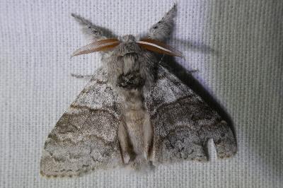 <i>Calliteara pudibunda</i>