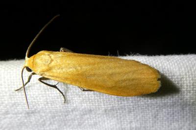 <i>Wittia sororcula</i>