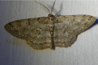 <i>Hypomecis punctinalis</i>