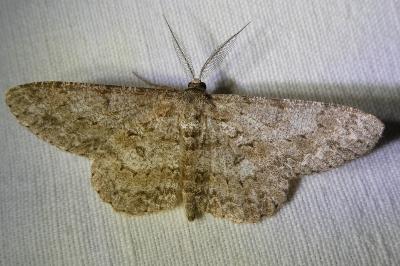 <i>Hypomecis punctinalis</i>