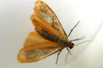 <i>Wittia sororcula</i>