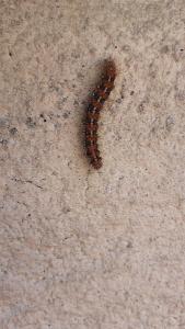 <i>Euplagia quadripunctaria</i>