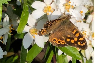 <i>Pararge aegeria</i>
