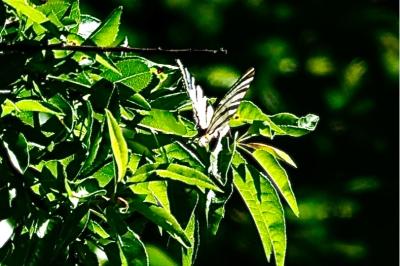 <i>Iphiclides podalirius</i>