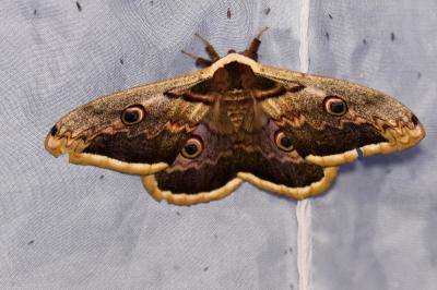 <i>Saturnia pyri</i>