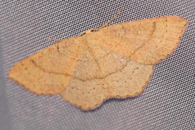 <i>Cyclophora linearia</i>