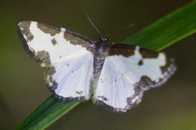 <i>Lomaspilis marginata</i>