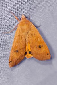 <i>Noctua pronuba</i>
