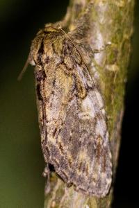 <i>Peridea anceps</i>