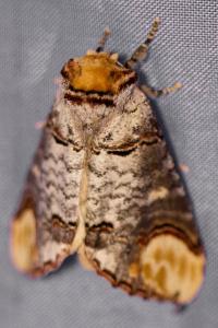 <i>Phalera bucephala</i>