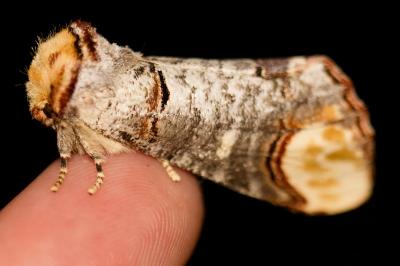 <i>Phalera bucephala</i>