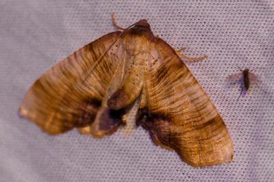 <i>Plagodis dolabraria</i>
