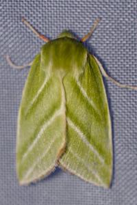 <i>Pseudoips prasinanus</i>