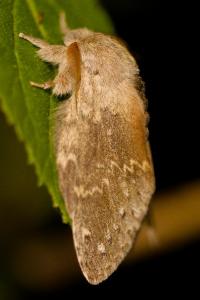 <i>Stauropus fagi</i>