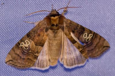 <i>Tethea ocularis</i>
