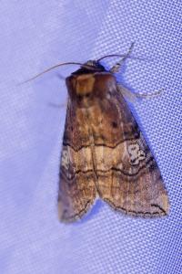<i>Tethea ocularis</i>