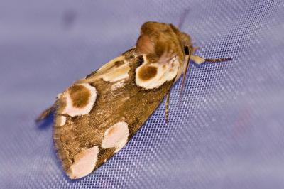 <i>Thyatira batis</i>
