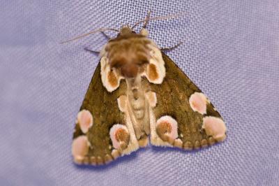<i>Thyatira batis</i>