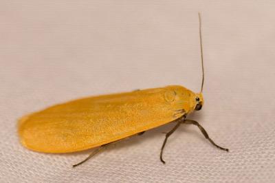 <i>Wittia sororcula</i>