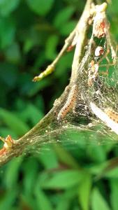 <i>Yponomeuta cagnagella</i>