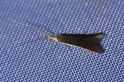 <i>Coleophora</i>
