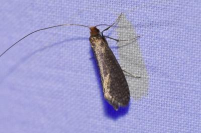 <i>Nematopogon adansoniella</i>