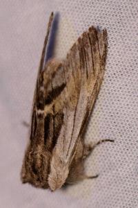 <i>Harpyia milhauseri</i>