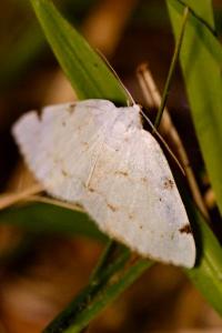 <i>Lomographa bimaculata</i>