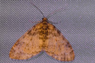 <i>Lobophora halterata</i>
