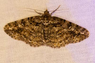 <i>Cleora cinctaria</i>
