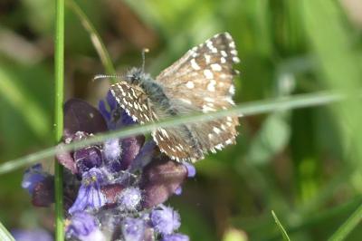 <i>Pyrgus malvae</i>