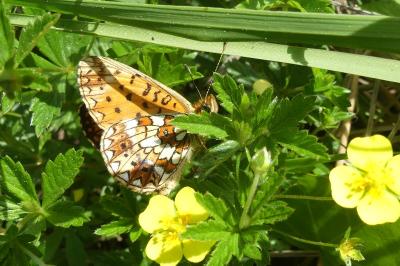 <i>Boloria selene</i>