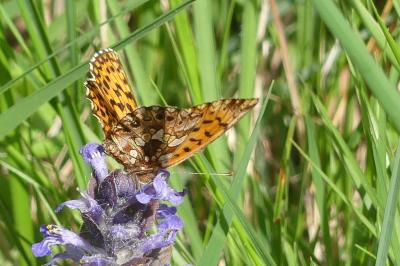<i>Boloria dia</i>