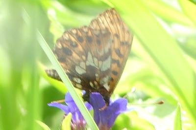<i>Boloria dia</i>
