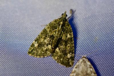 <i>Chloroclysta siterata</i>