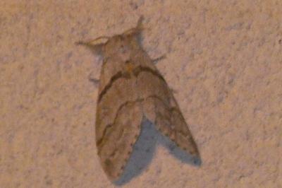 <i>Calliteara pudibunda</i>