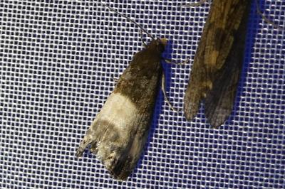<i>Notocelia cynosbatella</i>