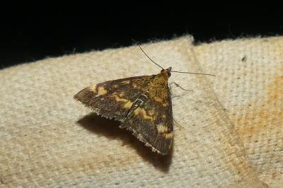 <i>Pyrausta aurata</i>