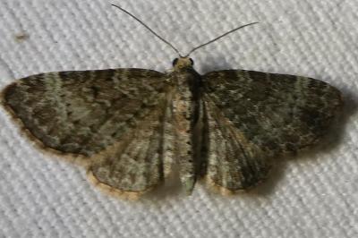 <i>Pasiphila chloerata</i>
