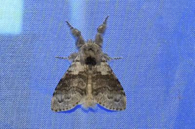 <i>Calliteara pudibunda</i>