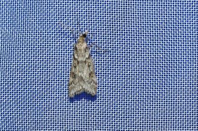 <i>Eudonia angustea</i>