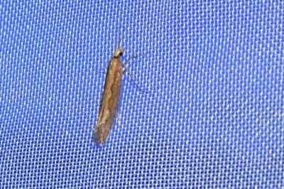 <i>Plutella xylostella</i>