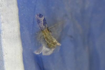 <i>Xanthorhoe fluctuata</i>