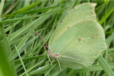 <i>Gonepteryx rhamni</i>