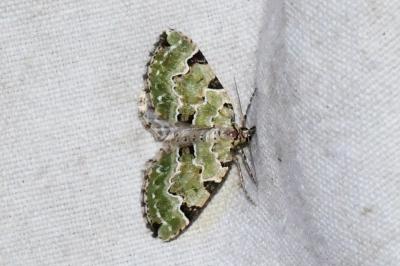 <i>Colostygia pectinataria</i>