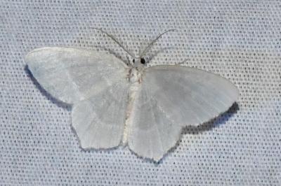 <i>Jodis lactearia</i>