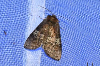 <i>Tethea ocularis</i>