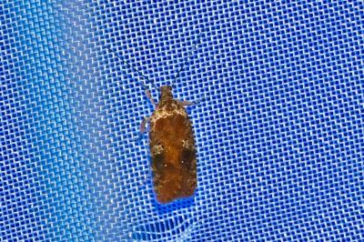 <i>Agonopterix purpurea</i>
