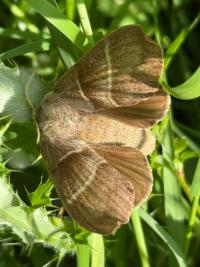 <i>Macrothylacia rubi</i>