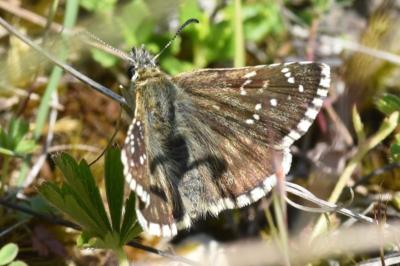 <i>Pyrgus serratulae</i>
